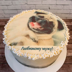 Торт мопс без мастики